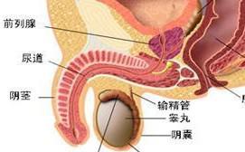 安庆远康医院正规吗?龟头瘙痒有小红点是什么原因?